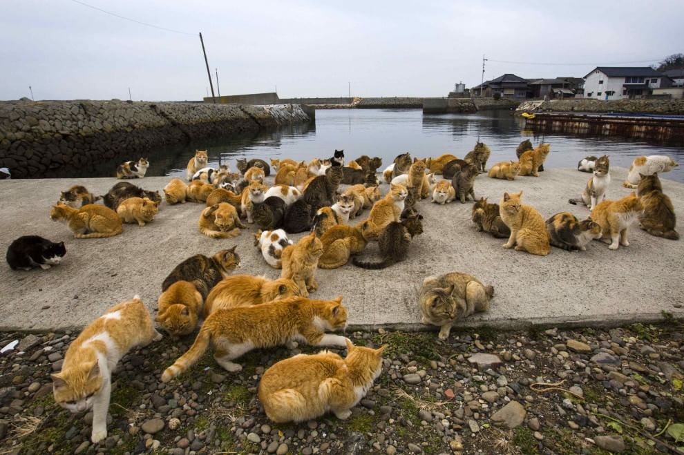 Giappone: l'isola dei gatti