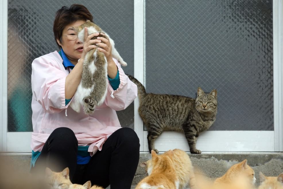 Giappone: l'isola dei gatti