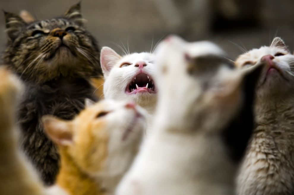 Giappone: l'isola dei gatti
