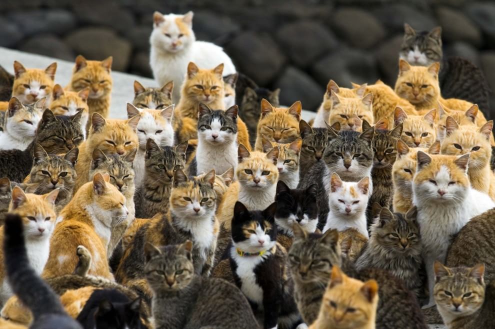 Giappone: l'isola dei gatti