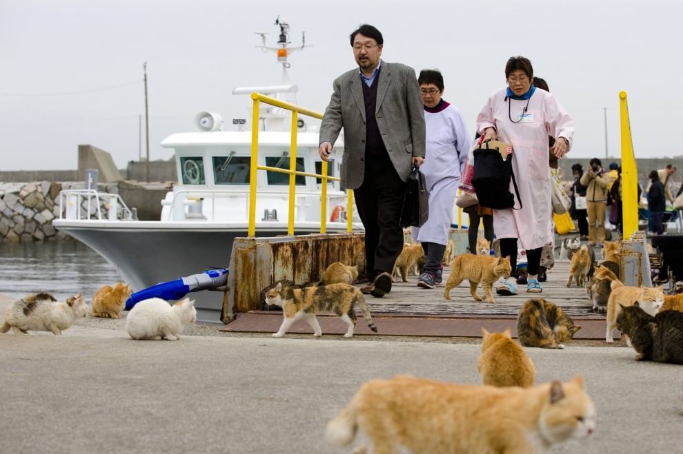 Giappone: l'isola dei gatti