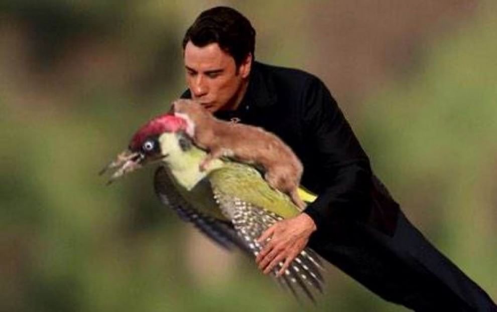 Tutti a bordo del picchio: l'attacco della donnola diventa un meme