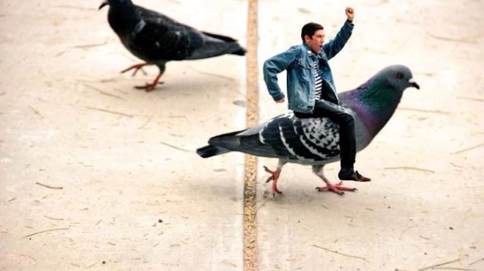 Tutti a bordo del picchio: l'attacco della donnola diventa un meme