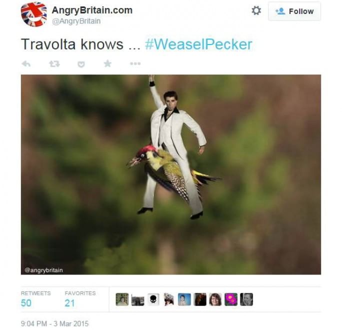 Tutti a bordo del picchio: l'attacco della donnola diventa un meme