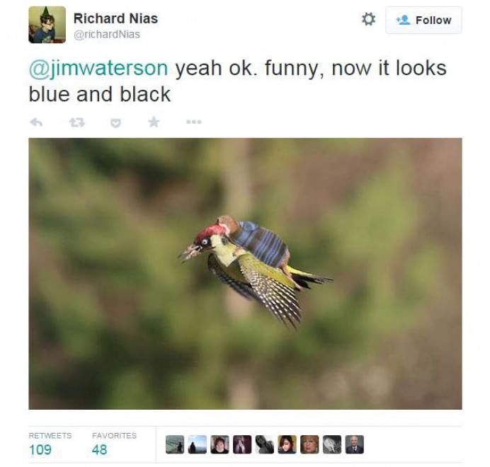 Tutti a bordo del picchio: l'attacco della donnola diventa un meme
