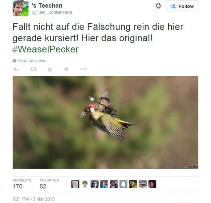 Tutti a bordo del picchio: l'attacco della donnola diventa un meme