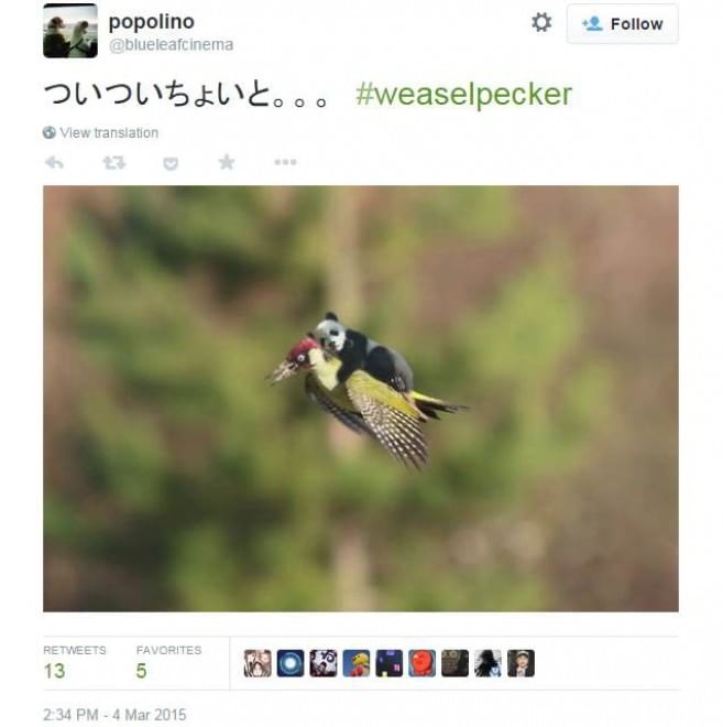 Tutti a bordo del picchio: l'attacco della donnola diventa un meme