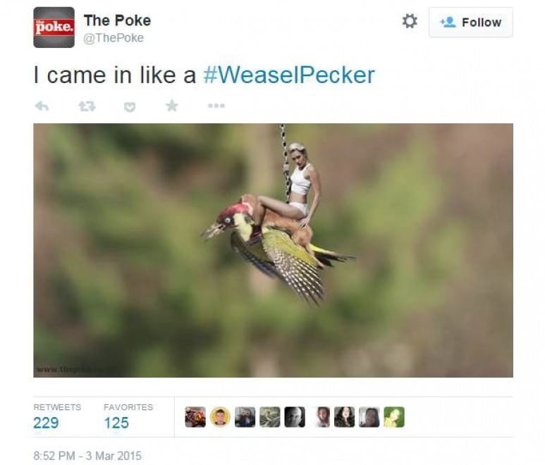 Tutti a bordo del picchio: l'attacco della donnola diventa un meme