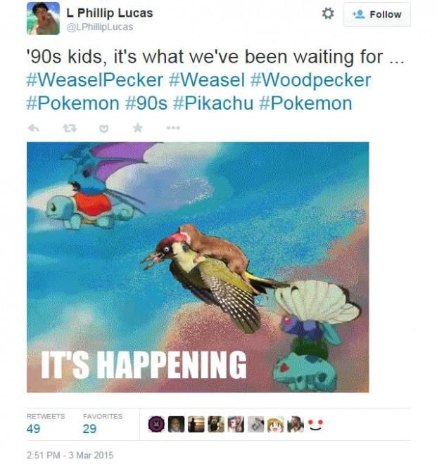 Tutti a bordo del picchio: l'attacco della donnola diventa un meme