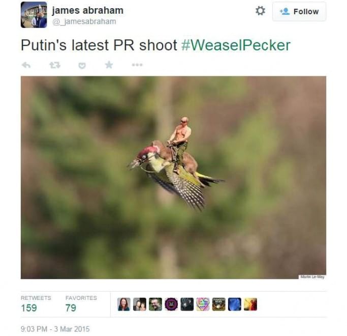 Tutti a bordo del picchio: l'attacco della donnola diventa un meme
