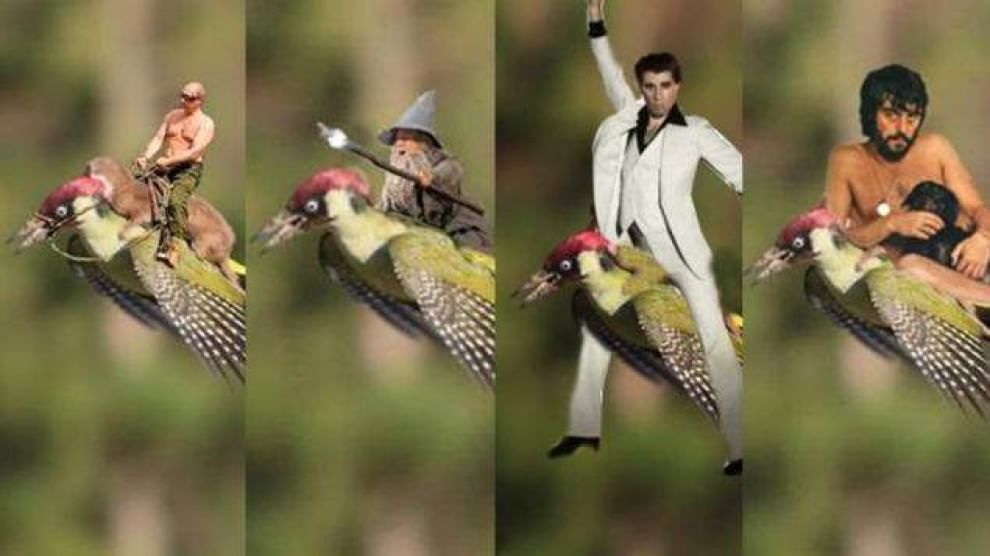 Tutti a bordo del picchio: l'attacco della donnola diventa un meme
