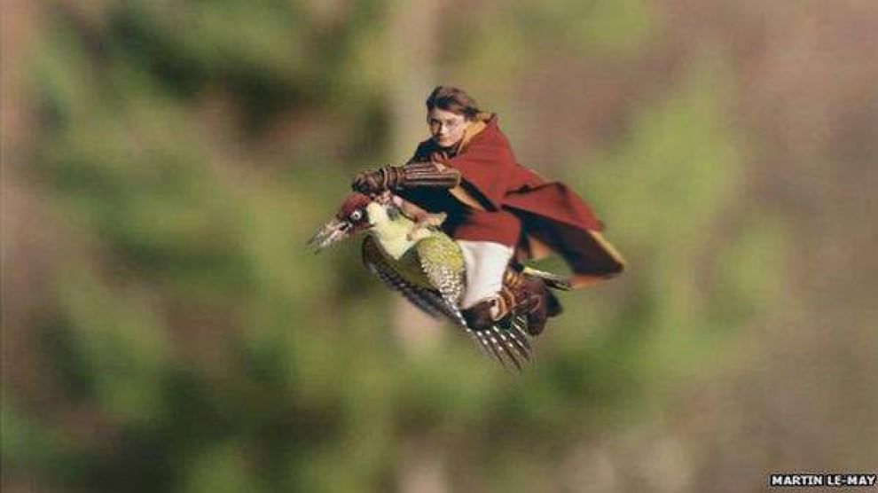 Tutti a bordo del picchio: l'attacco della donnola diventa un meme