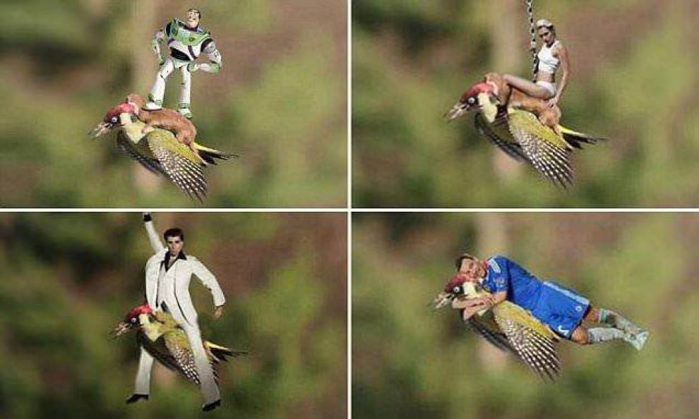 Tutti a bordo del picchio: l'attacco della donnola diventa un meme
