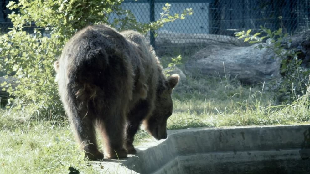 Gemma, la madre degli orsi