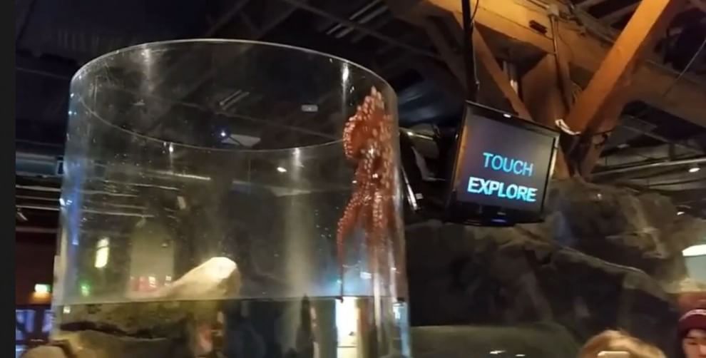 Seattle, la fuga del polpo dall'acquario: fotosequenza