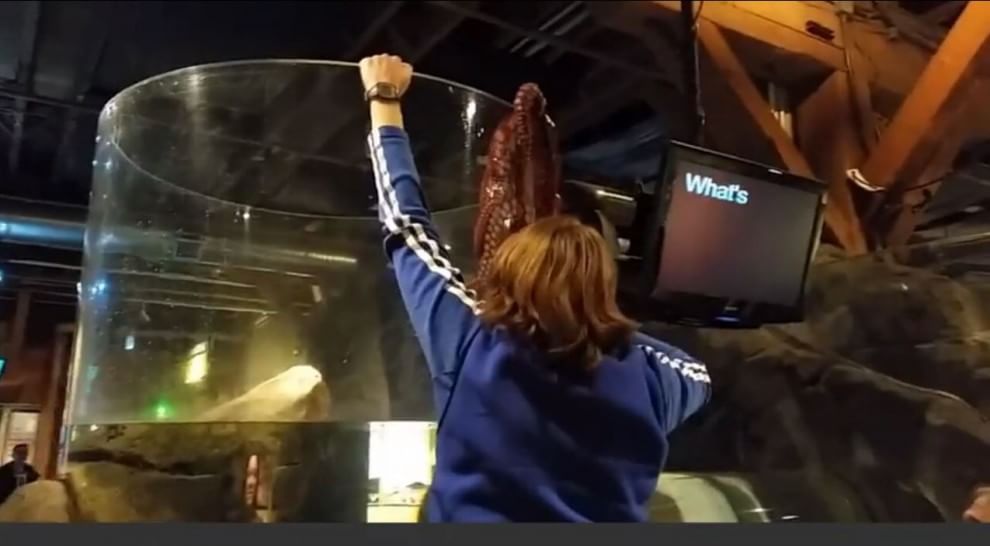 Seattle, la fuga del polpo dall'acquario: fotosequenza