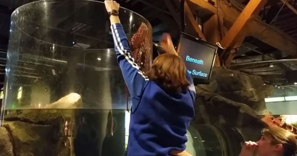 Seattle, la fuga del polpo dall'acquario: fotosequenza