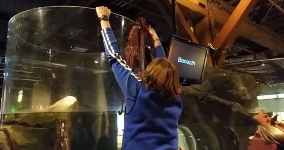 Seattle, la fuga del polpo dall'acquario: fotosequenza
