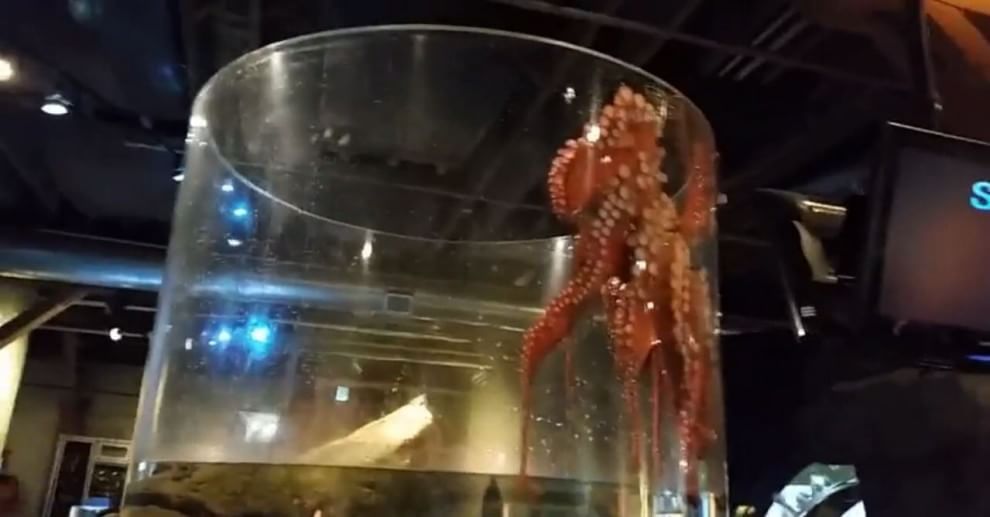 Seattle, la fuga del polpo dall'acquario: fotosequenza
