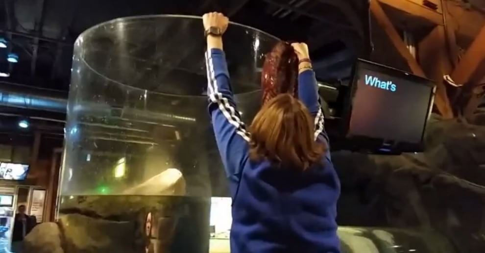 Seattle, la fuga del polpo dall'acquario: fotosequenza