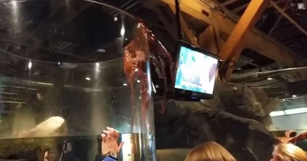 Seattle, la fuga del polpo dall'acquario: fotosequenza