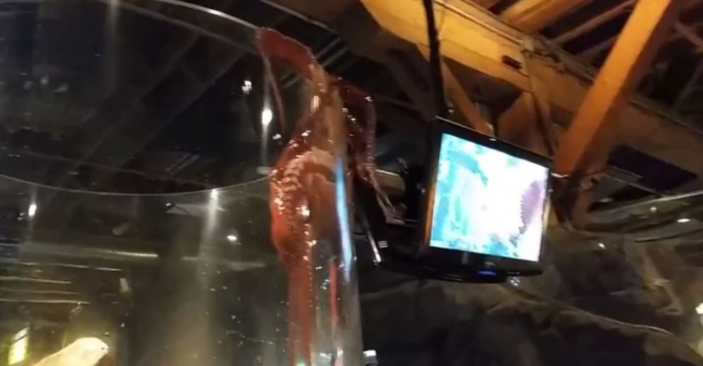 Seattle, la fuga del polpo dall'acquario: fotosequenza