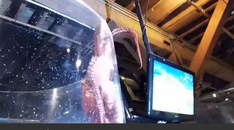 Seattle, la fuga del polpo dall'acquario: fotosequenza