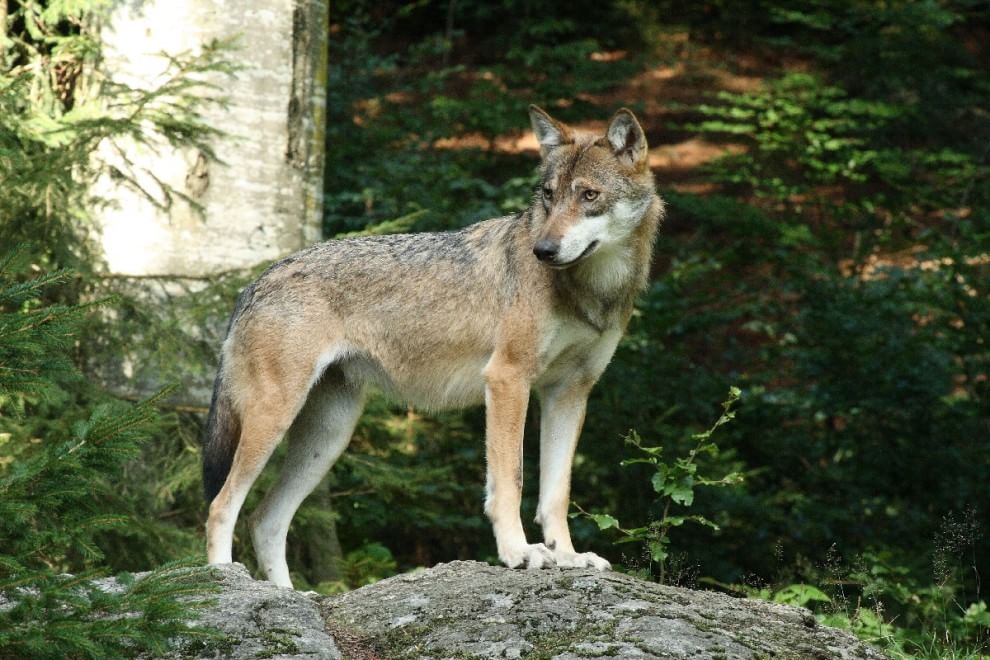 European Green Belt, la ex Cortina di ferro ora è un'oasi naturale