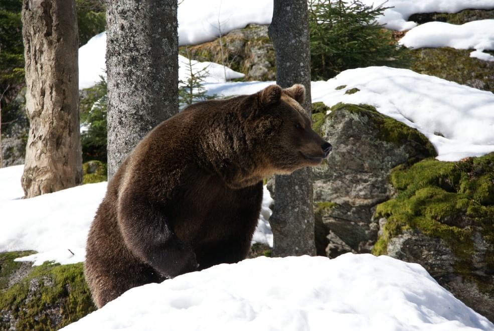 European Green Belt, la ex Cortina di ferro ora è un'oasi naturale