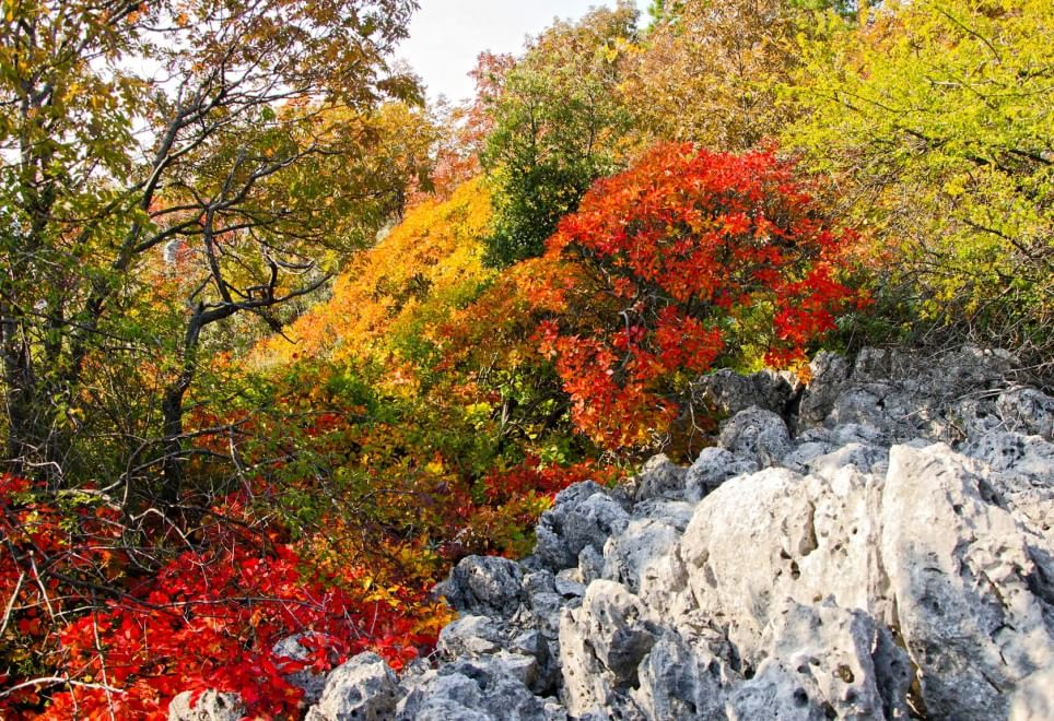 European Green Belt, la ex Cortina di ferro ora è un'oasi naturale