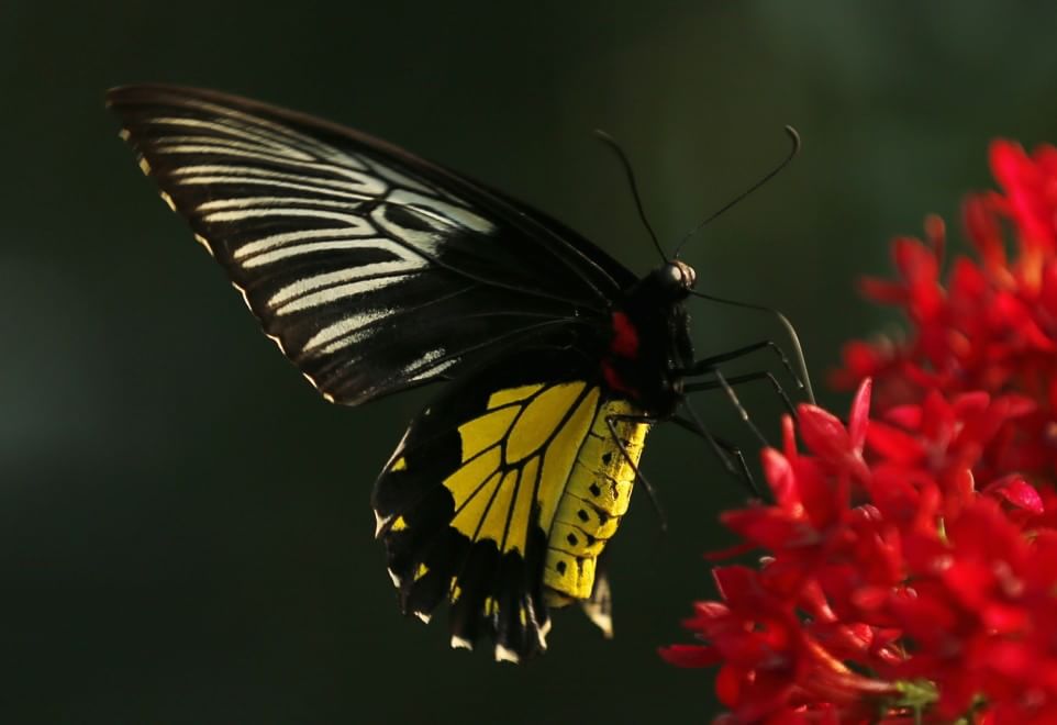 California, lo zoo di San Diego si colora di farfalle