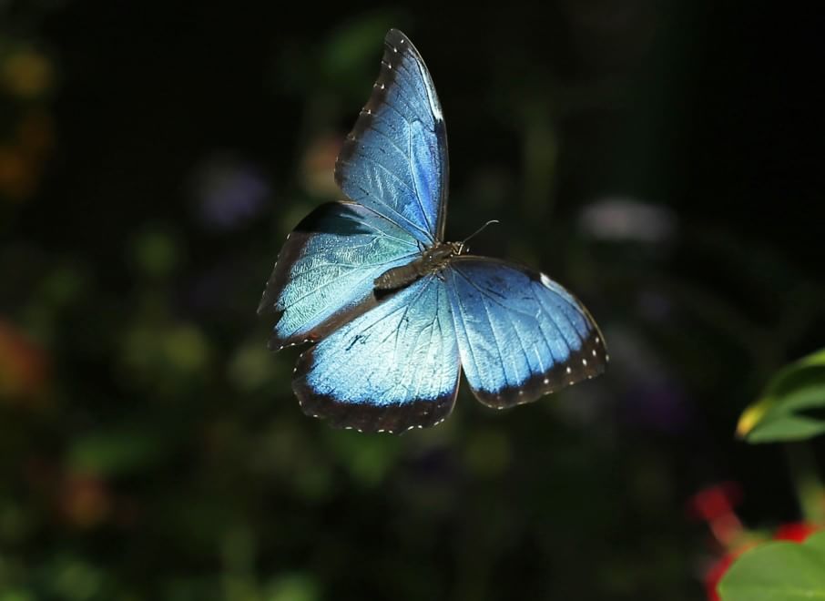 California, lo zoo di San Diego si colora di farfalle