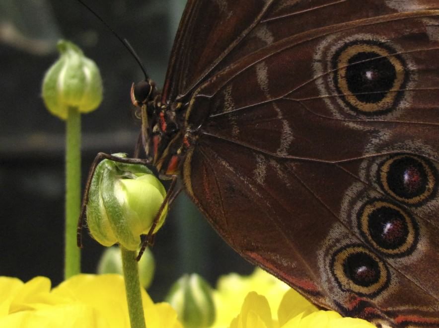 California, lo zoo di San Diego si colora di farfalle
