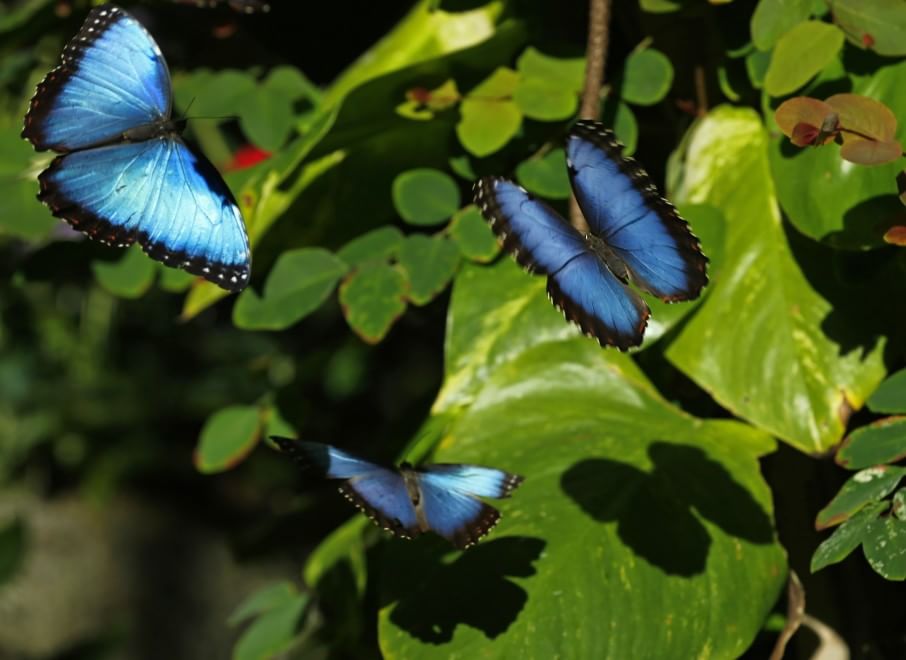 California, lo zoo di San Diego si colora di farfalle