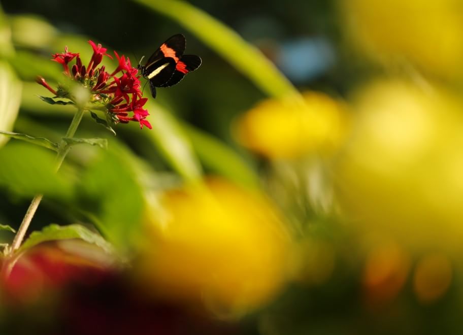 California, lo zoo di San Diego si colora di farfalle
