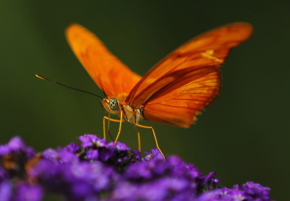 California, lo zoo di San Diego si colora di farfalle