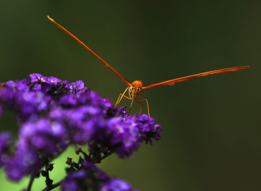 California, lo zoo di San Diego si colora di farfalle