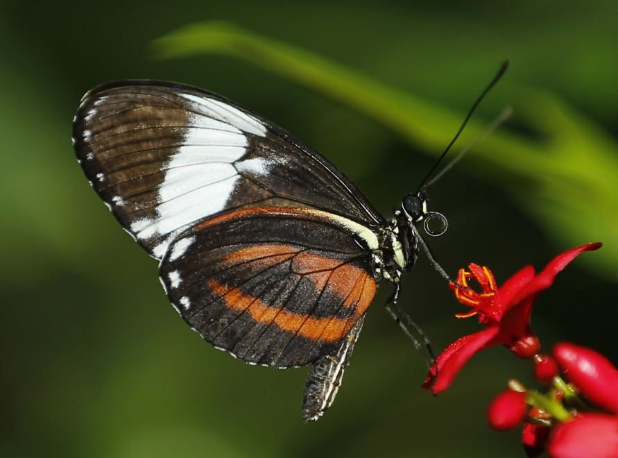 California, lo zoo di San Diego si colora di farfalle