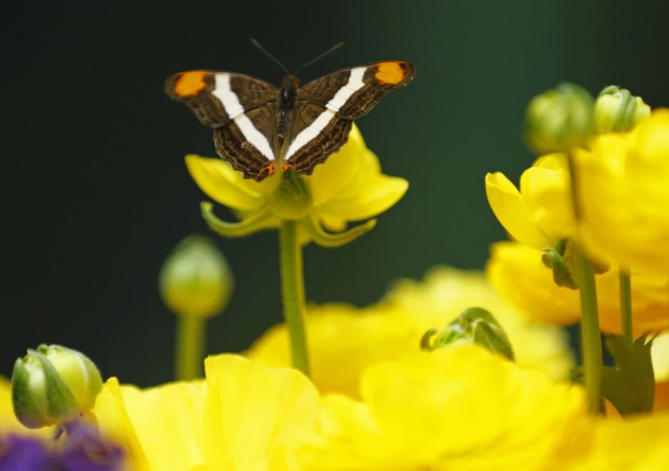 California, lo zoo di San Diego si colora di farfalle