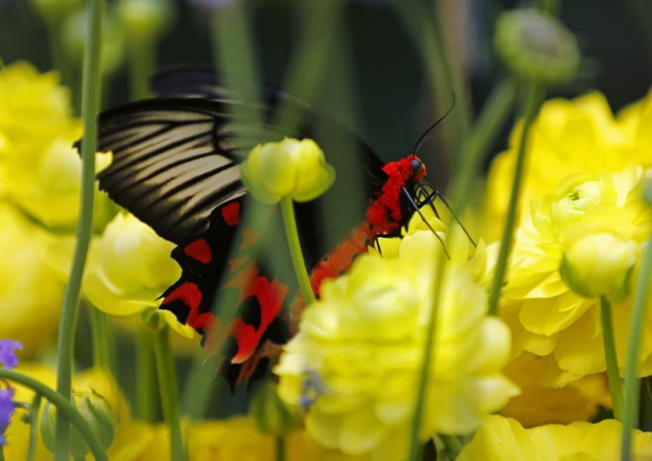 California, lo zoo di San Diego si colora di farfalle