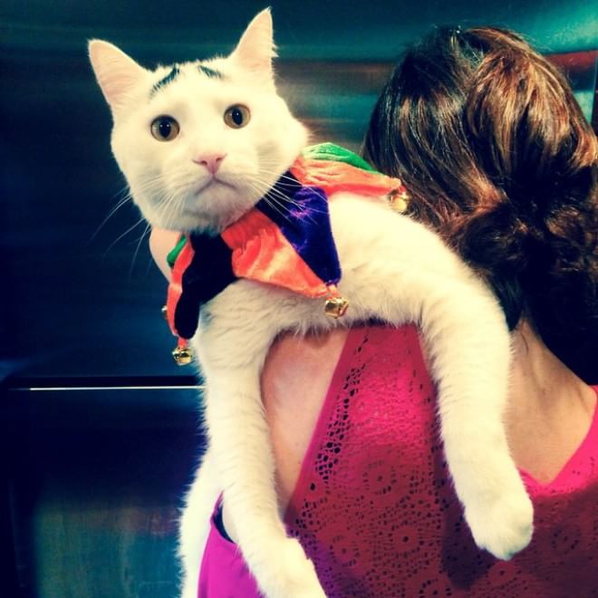 L'espressione è tutto: Sam, il ''gatto con le sopracciglia''