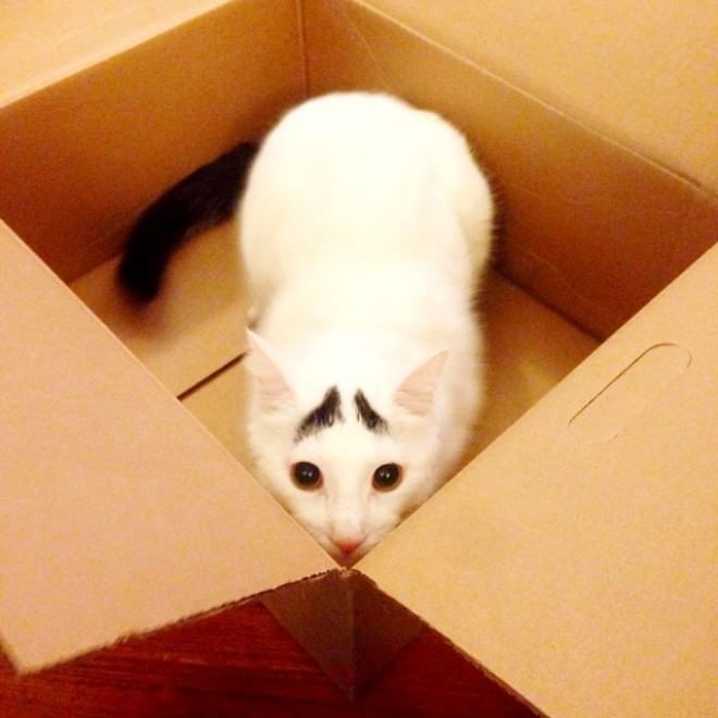 L'espressione è tutto: Sam, il ''gatto con le sopracciglia''