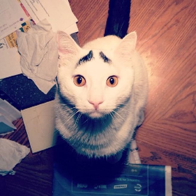 L'espressione è tutto: Sam, il ''gatto con le sopracciglia''
