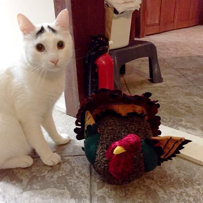 L'espressione è tutto: Sam, il ''gatto con le sopracciglia''