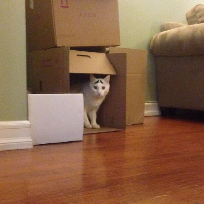 L'espressione è tutto: Sam, il ''gatto con le sopracciglia''