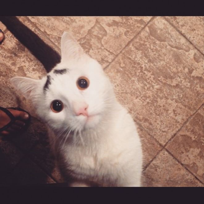 L'espressione è tutto: Sam, il ''gatto con le sopracciglia''