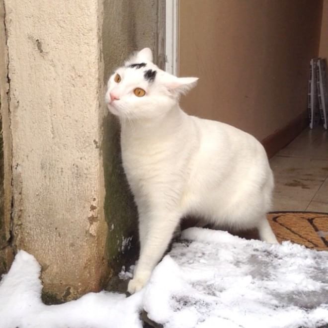 L'espressione è tutto: Sam, il ''gatto con le sopracciglia''