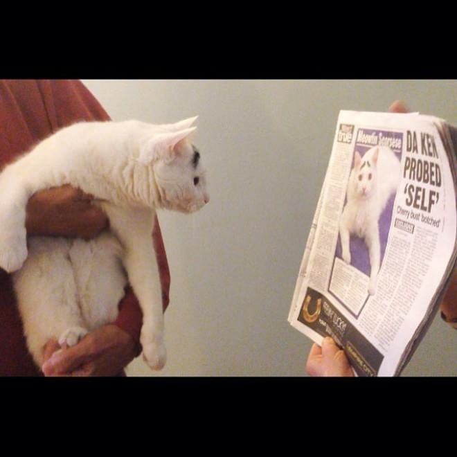 L'espressione è tutto: Sam, il ''gatto con le sopracciglia''