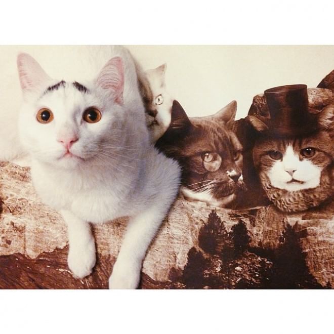 L'espressione è tutto: Sam, il ''gatto con le sopracciglia''