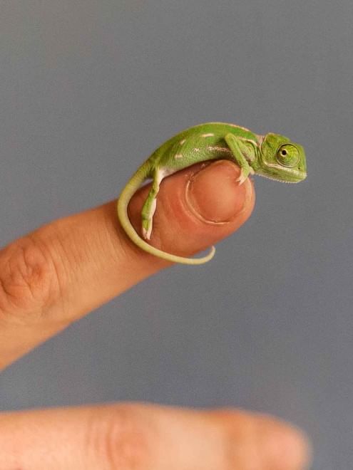 Sydney, grandi quanto un dito: i baby camaleonti dello zoo di Taronga